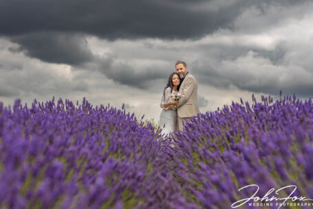 The lavender fields under darkening sky in Hertfordshire.