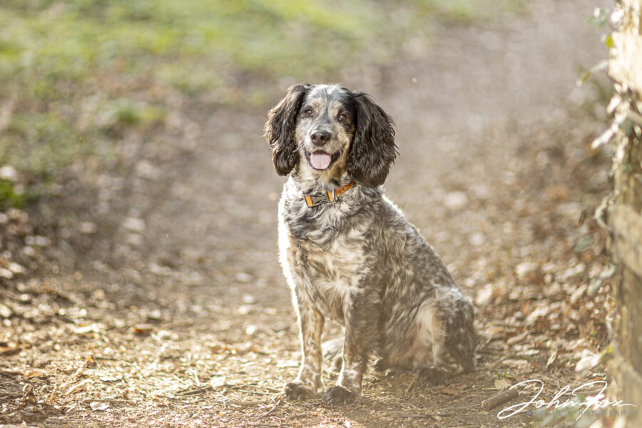 Emma and Lee's dog Monty. A pre-wedding shoot in Northamptonshire