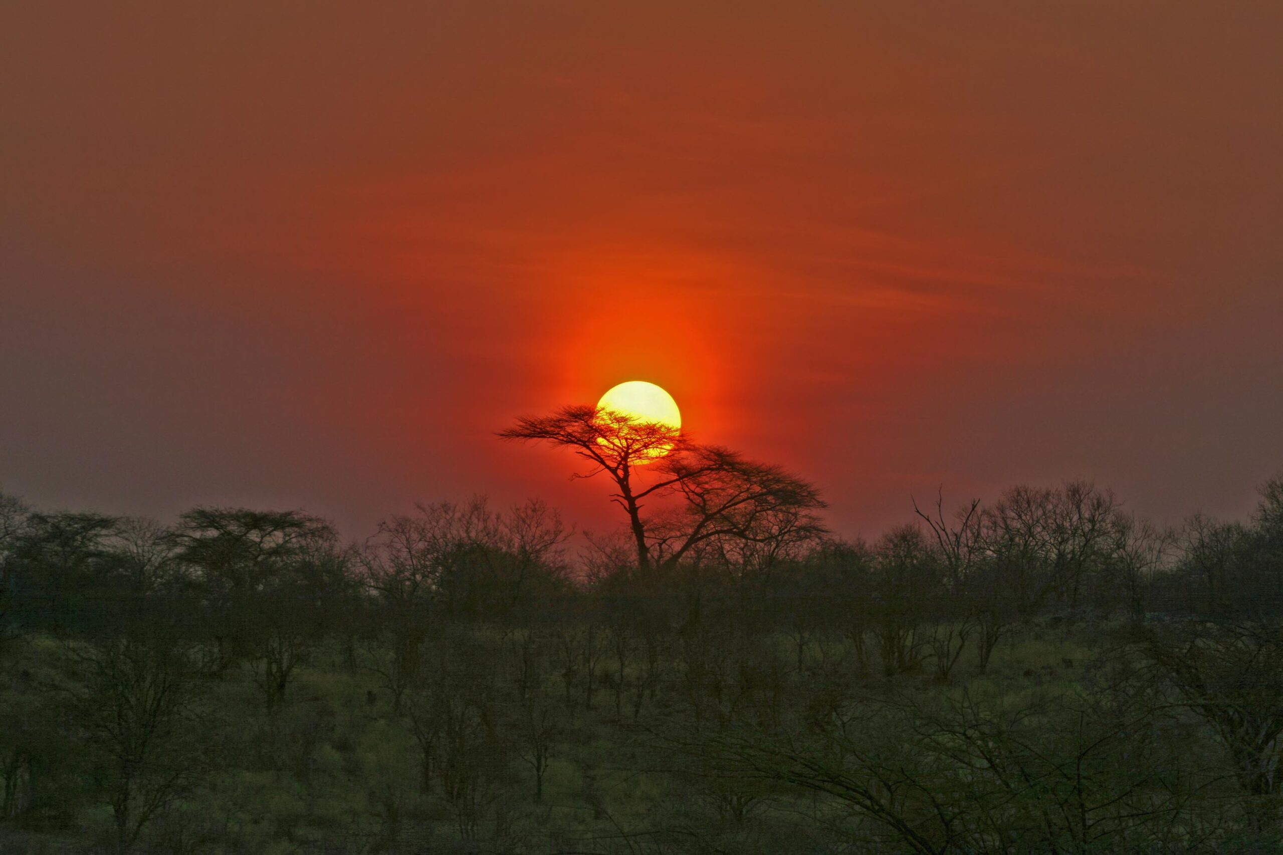 Help Planning Your Wedding Hints Tips and Advice - What Happens After the Big Day? Image of the sunsetting and a sky glowing red with trees in the foreground