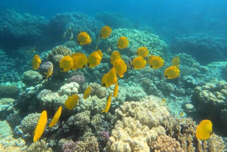 Help Planning Your Wedding Hints Tips and Advice – Part 10 - Underwater image taken by John Fox of a reef full of fish in Egypt.
