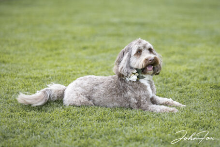 Gabrielle and William’s dog having a lie down in the grounds at Kingscote Barn, Tetbury.