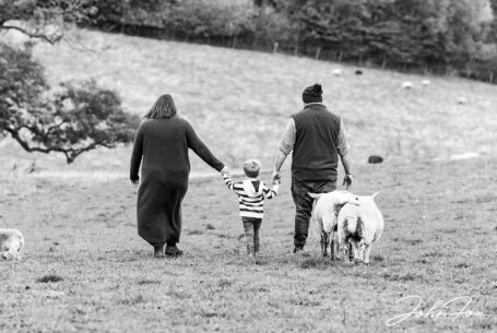 The bride and groom to be with their son walking through a field of sheep for the pre-wedding photo shoot near Dodford Manor, Northamptonshire